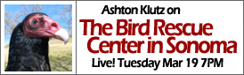 Ashton Kluttz on the Sonoma Bird Rescue Center