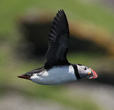Atlantic Puffin