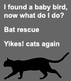 Baby birds, bats and cats