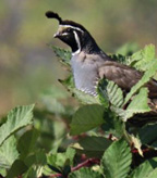 Bell's Sparrow