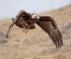 Golden Eagle