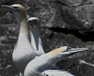 Northern Gannets