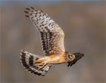 Golden Eagle