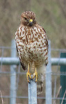 Northern Harrier