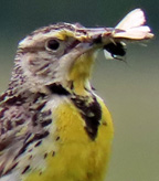 Anna's Hummingbird