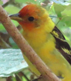 Lazuli Bunting