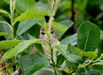 Willow Warbler